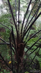 Gymnosphaera salvinii