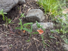 Macroptilium gibbosifolium