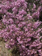 Euryomyrtus ramosissima