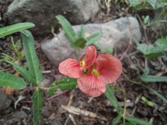 Macroptilium gibbosifolium