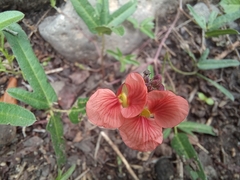 Macroptilium gibbosifolium