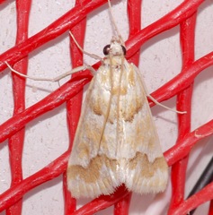 Pseudoschinia elautalis