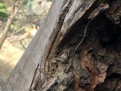 Cryptoblepharus buchananii