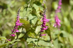 Salvia iodantha
