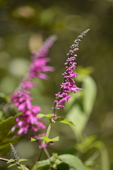 Salvia iodantha