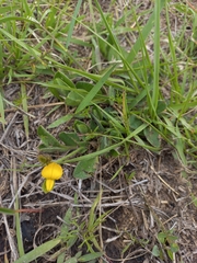 Crotalaria rotundifolia