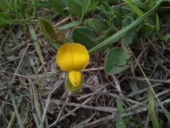 Crotalaria rotundifolia