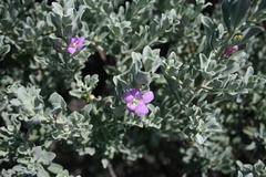 Leucophyllum