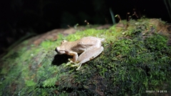 Ptychohyla hypomykter