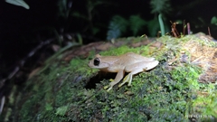 Ptychohyla hypomykter