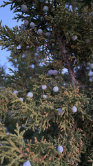 Juniperus osteosperma