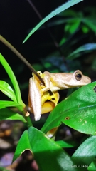 Ptychohyla hypomykter