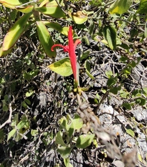 Anisacanthus quadrifidus