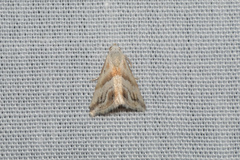 Eublemma roseana