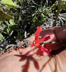 Anisacanthus quadrifidus