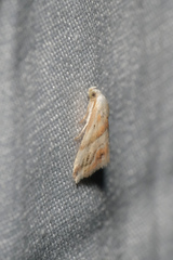 Eublemma roseana