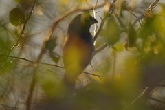 Cyanoloxia brissonii