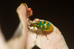 Diabrotica speciosa