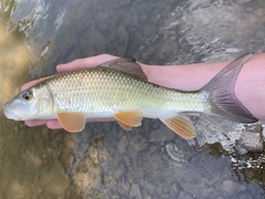 Moxostoma erythrurum