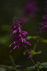 Salvia iodantha