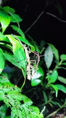 Hypocyrtus