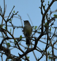 Serpophaga griseicapilla