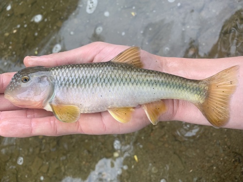 River Chub