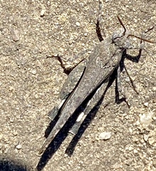 Lactista gibbosus