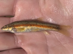 Rhinichthys obtusus