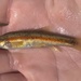 Western Blacknose Dace - Photo (c) Cody Cromer, some rights reserved (CC BY-NC), uploaded by Cody Cromer