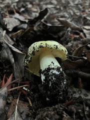 Tricholoma equestre