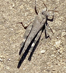 Lactista gibbosus