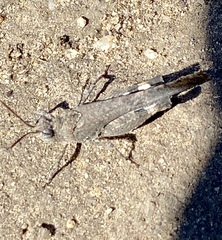 Lactista gibbosus