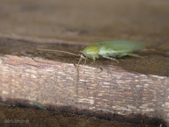 Panchlora