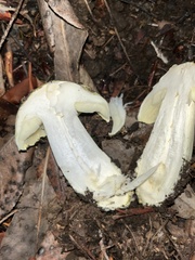 Tricholoma equestre