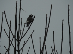 Spodiopsar cineraceus