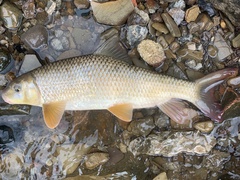 Moxostoma macrolepidotum