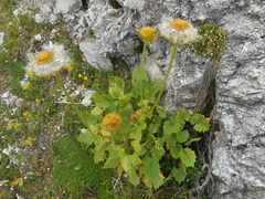 Doronicum columnae