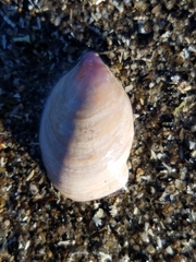 Crepidula norrisiarum