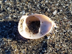 Crepidula norrisiarum