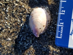 Crepidula norrisiarum