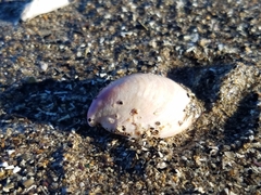 Crepidula norrisiarum