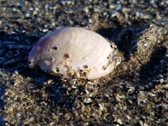 Crepidula norrisiarum