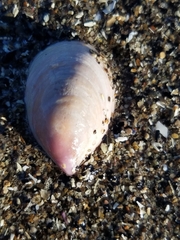 Crepidula norrisiarum