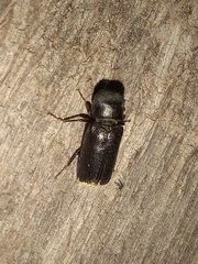 Bostrichidae