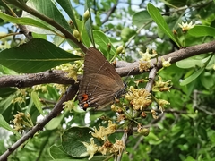 Parrhasius moctezuma