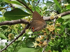 Parrhasius moctezuma