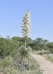 Yucca elata