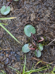 Ornduffia reniformis