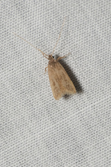 Lecithocera